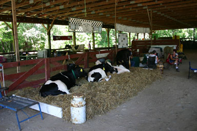 Cows resting