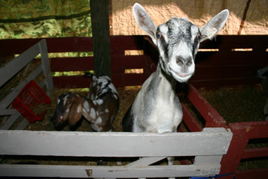 Goats saying hello