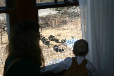 Sungiva and Angelika watch ducks where they belong - outside.