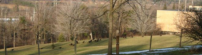 Turkeys marching near Baker Hill Road