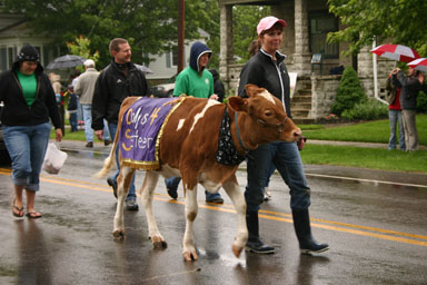 Dairy cow in the Dairy Day parade