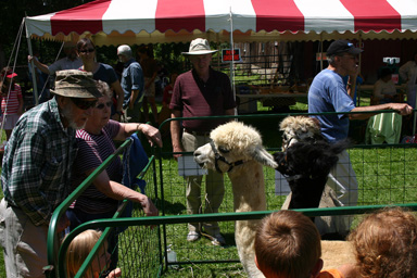 Alpacas and people at Angel Tree Farms
