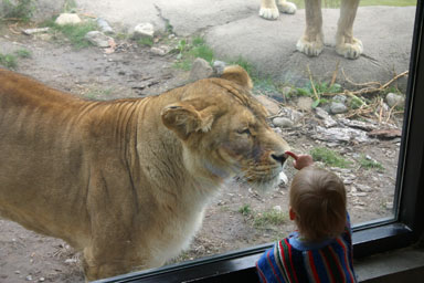 Sungiva pats a lion's nose (through a sheet of glass)