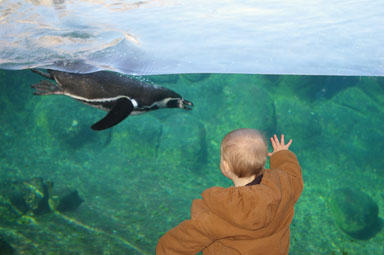 Sungiva watches the Humboldt Penguins
