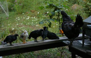 Mother and chicks at my house.