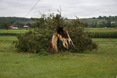 Fallen tree along Ed Hill Road