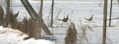 Pheasants walking at Reynolds Game Farm