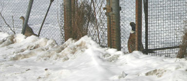 Pheasants pondering at Reynolds Game Farm