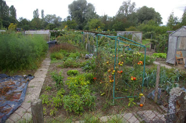 Community garden.