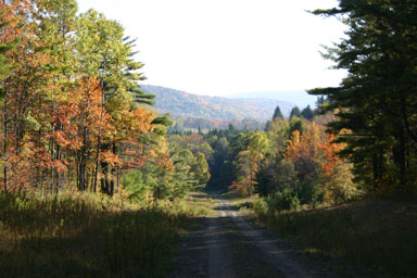 Along the forest access road