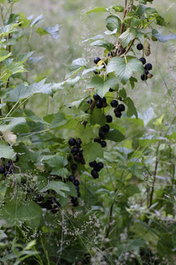 Black currants in the garden.