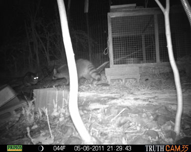 Cat talks with raccoon.