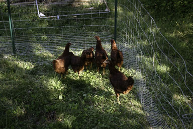 Chickens in new enclosure.