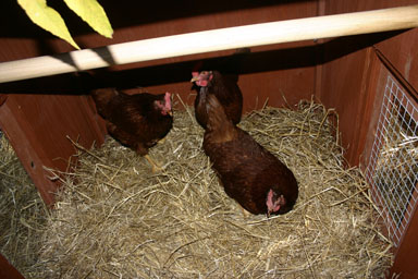 Chickens in their new home.