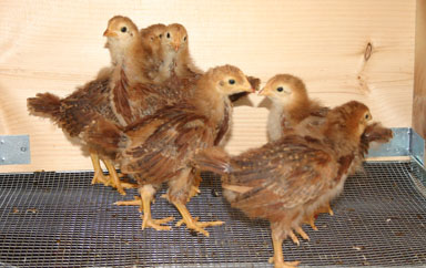 Chicks growing feathers