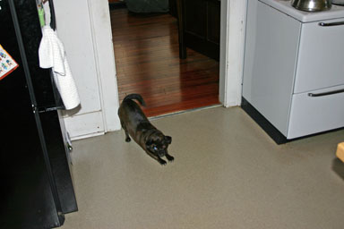 Sprocket enjoying the newly clean floor