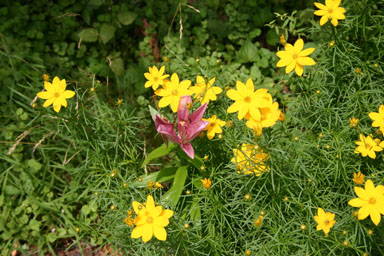 One lily among the coreopsis.
