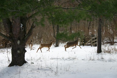 Group of deer departing