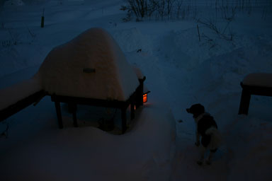 Dog in snow with lamp