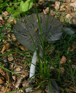Ordinary mushroom