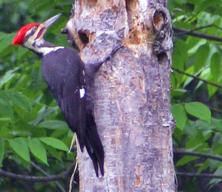 Pileated Woodpecker