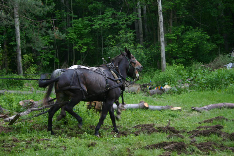 IMG_0265