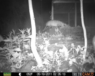 Possum visits chicken coop.