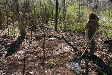 Raking forest floor mulch