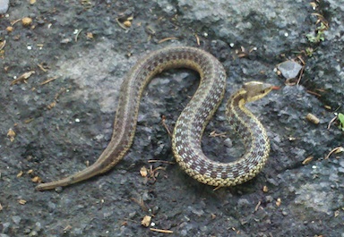 Snake on the driveway.