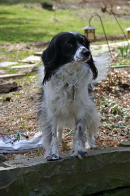 Black and white dog guarding the house.