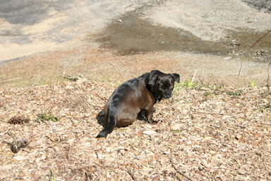 A small brown dogs sunning herself in the garden.
