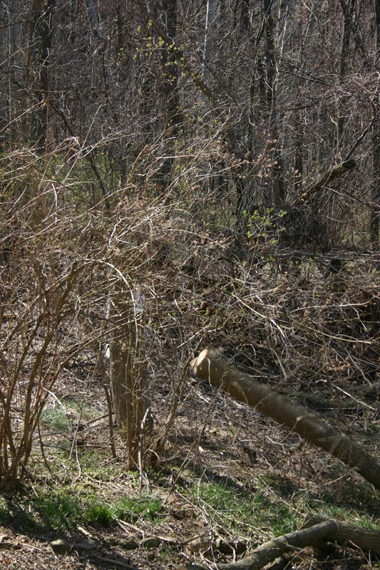 IMG_9152