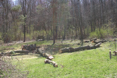 Logs remaining in the back yard