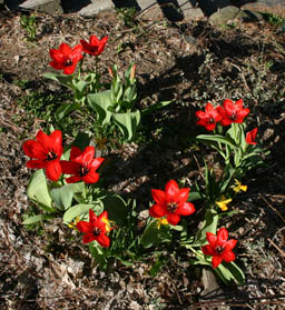 Tulips and daffodils