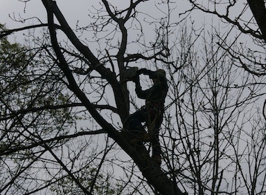 Up in the butternut tree to remove a few limbs.