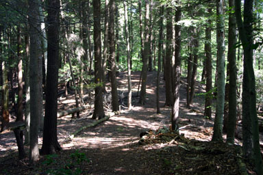 On top of an esker at the von Engeln preserve