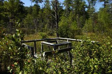 Viewing platform at the bog