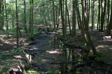 A spring-filled stream through the swamp