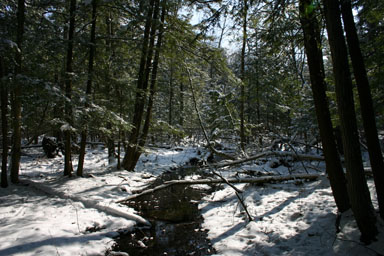 A spring-filled stream through the snow-covered swamp