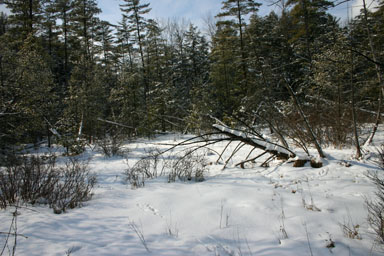 Bog in winter