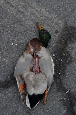 Dead mallard, Lower Creek at Route 13