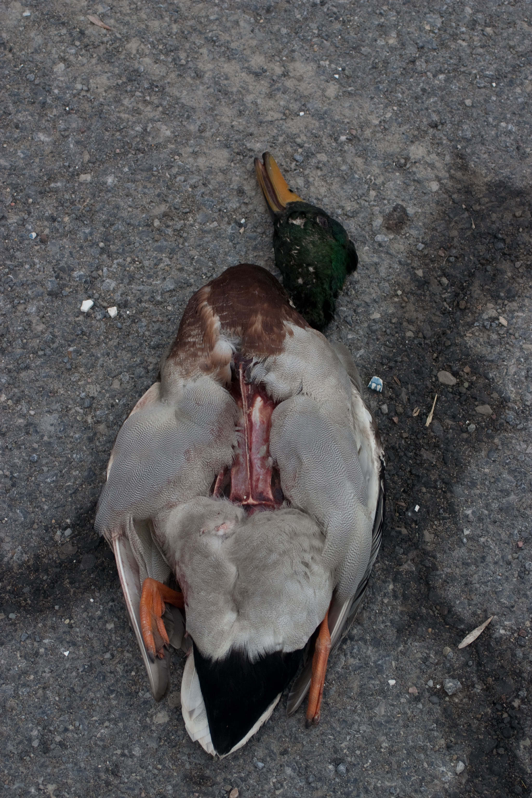 Conclusion: Interpreting the Meaning of Dead Birds: "Interpreting dead bird symbolism illustrations"