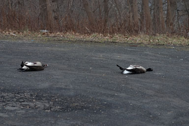 Dead geese, Lower Creek at Route 13