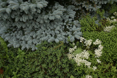 Spruce in a border edge