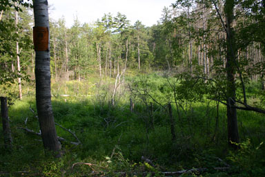 Former beaver pond.