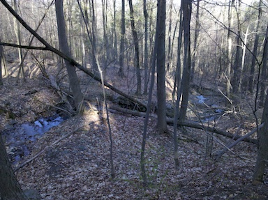 Stream near the top of the area.