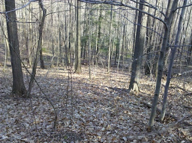 A typical look downhill through the woods.