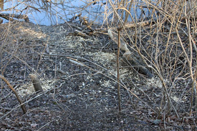 Signs of beaver activity