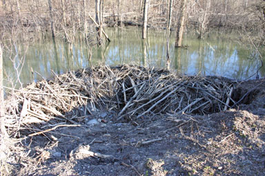 Beaver dam in nature preserve