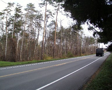 Forest with passing truck